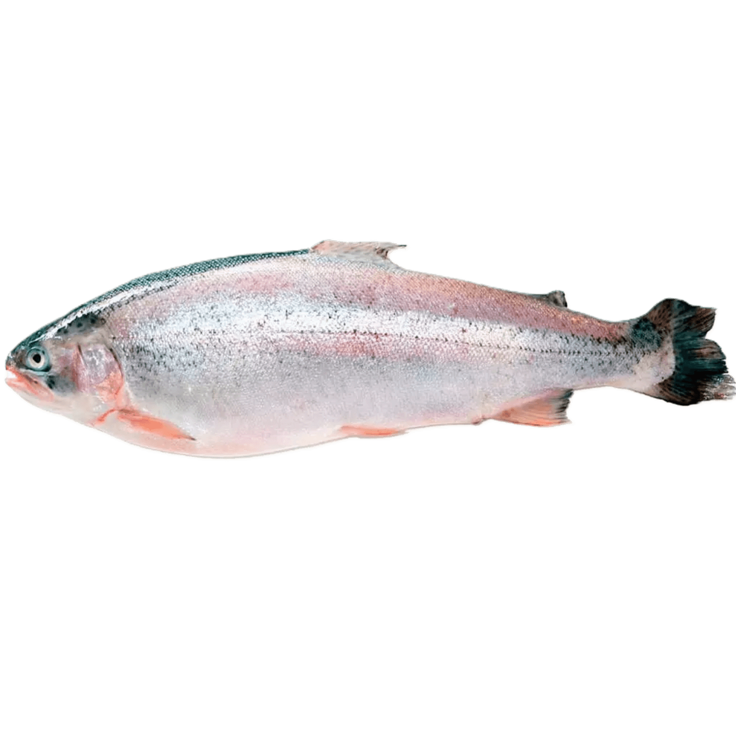 Форель радужная не потрошеная с головой мороженая - Мир Продуктов №3