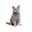 Корм для кошек