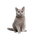 Корм для кошек
